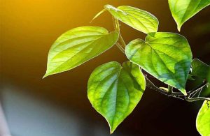 Lá trầu không chữa viêm lộ tuyến rất hiệu quả