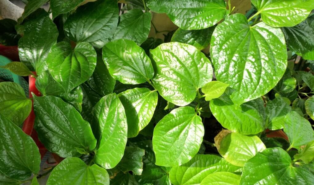 Nước lá trầu không giúp giảm ngứa lông mu rất hiệu quả