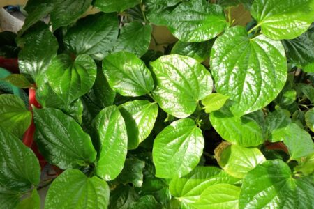 Nước lá trầu không giúp giảm ngứa lông mu rất hiệu quả